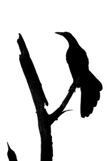 Grackle
