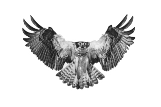Osprey