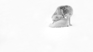 Tenderness