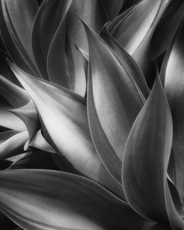 Agave