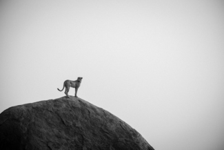 Hunter