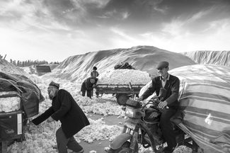 Uyghur Cotton Workers