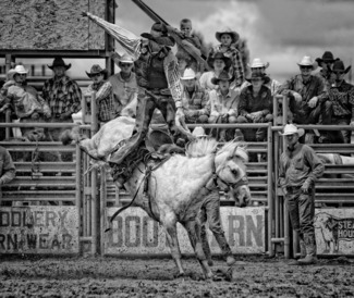 White Bronc