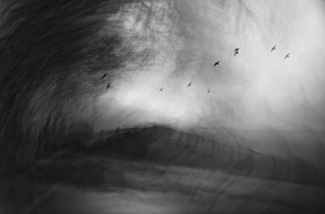 Black Birds and Fences