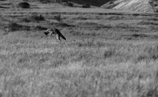 Hunting
