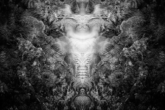 Phantasm No. 21