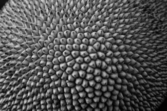 Jackfruit