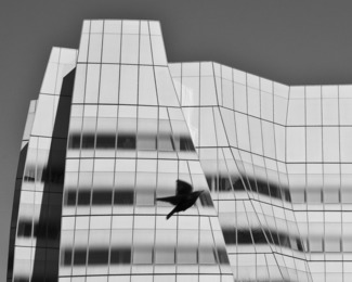 Starling at Gehrys IAG Building