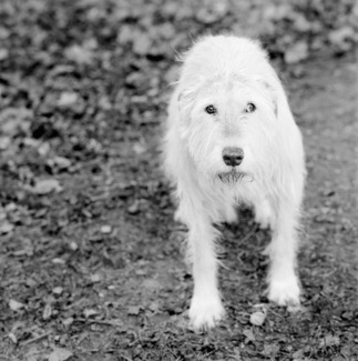 Kelly, Irish Wolfhound, Age 11