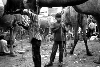Camel Boy