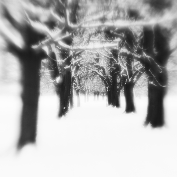 The Avenue