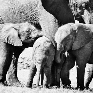 Family Hug