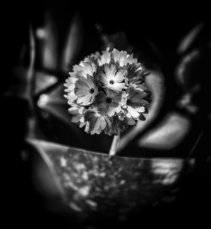 Flower Bomb