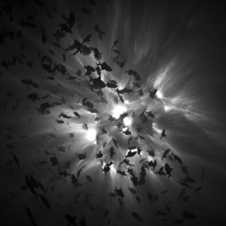 Frenzy