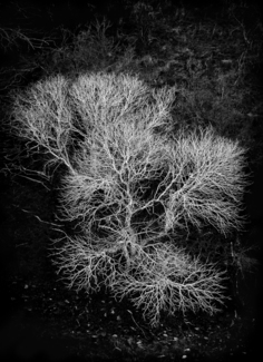 Hidden Oak