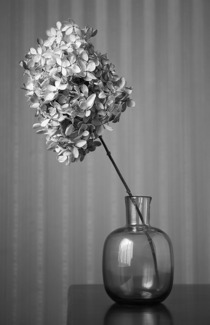 Hydrangea Past
