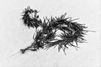 anima 0321
