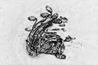 anima 0327