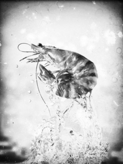 Shrimpy