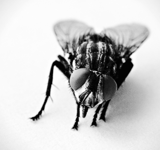Paper Fly