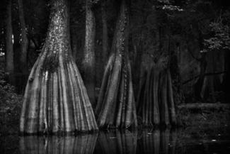 Savannah Swamp 2