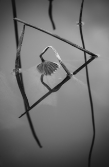 Decline III
