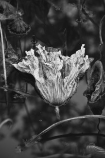 Lotus leaf