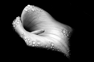 Wet Calla