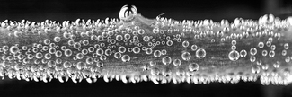 Stem