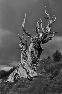Bristlecone Pines