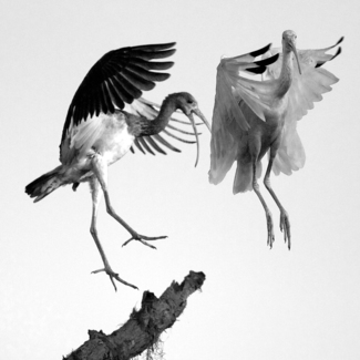 Brown-Carolyn Flying Ibis