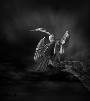 Darter Bird