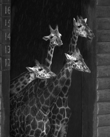 Giraffes