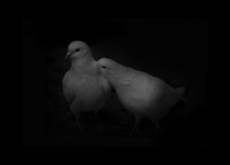 PIGEON COUPLE 01