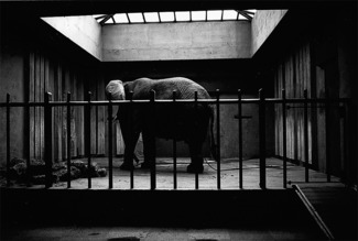 Amusement Prisoner