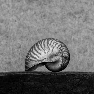Nautilus