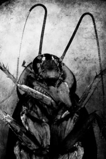 Cockroach
