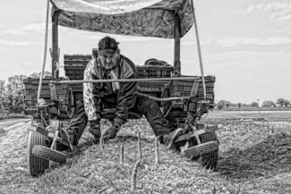 Cutting the Asparagus