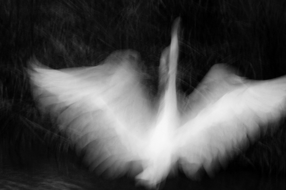 Angel Wings