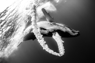 Whale Trail