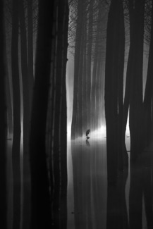 The swamp (1)