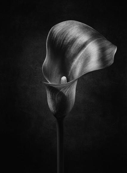 Calla Romance