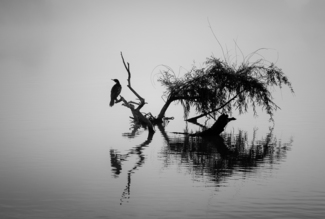 ALONE