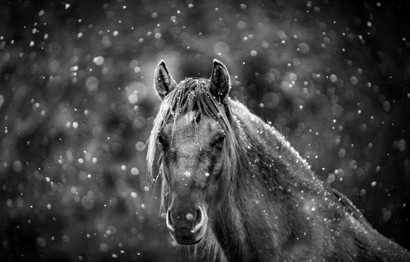 Snowing Softly