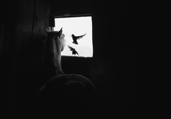 Shared Window