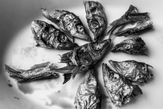 Silver Fish