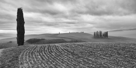 cypresses