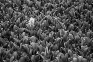Hidden