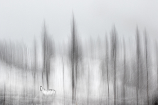 Quiescence