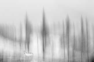 Quiescence